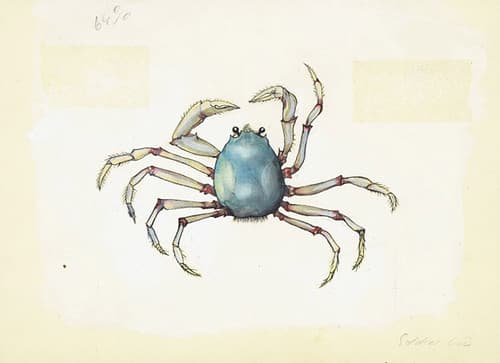 Soldier Crab, colour. Mictyris longicarpus (Latreille). Grant's "Guide to Fishes" (1965) p.250