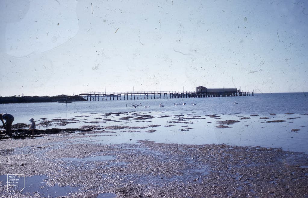 Pelicans and pier. Lota, Nr.Brisbane