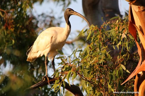 Australian White Ibis (3327)
