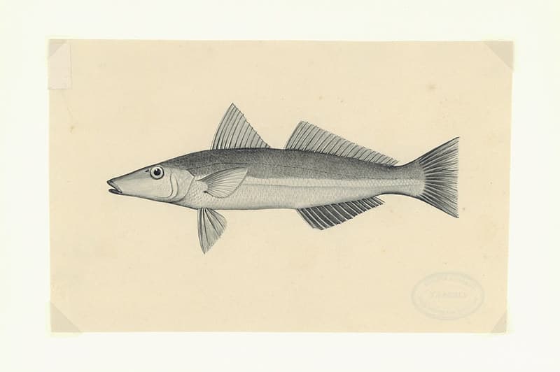 Summer Whiting, black/white. Silliago Cilliata