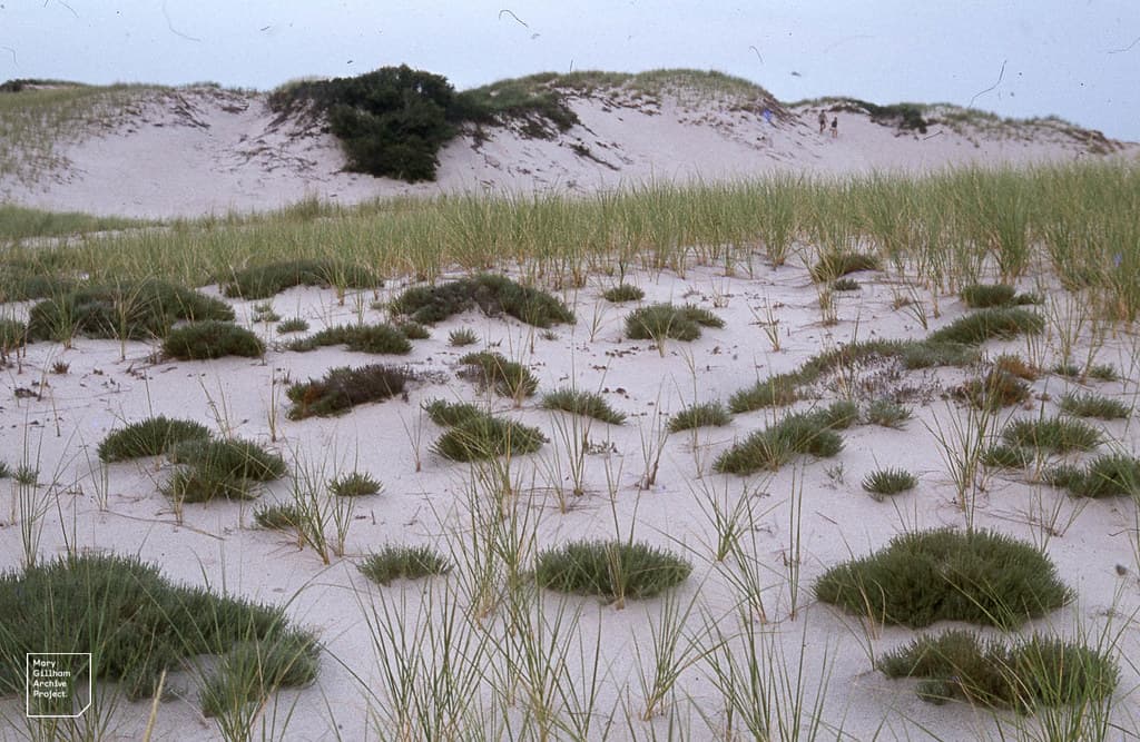 Sandy Neck Beach