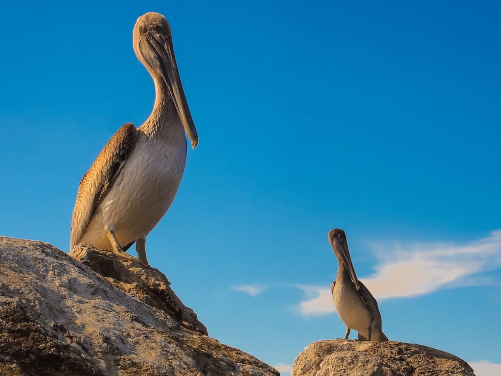 Periscope Up: St. Andrews Pelicans