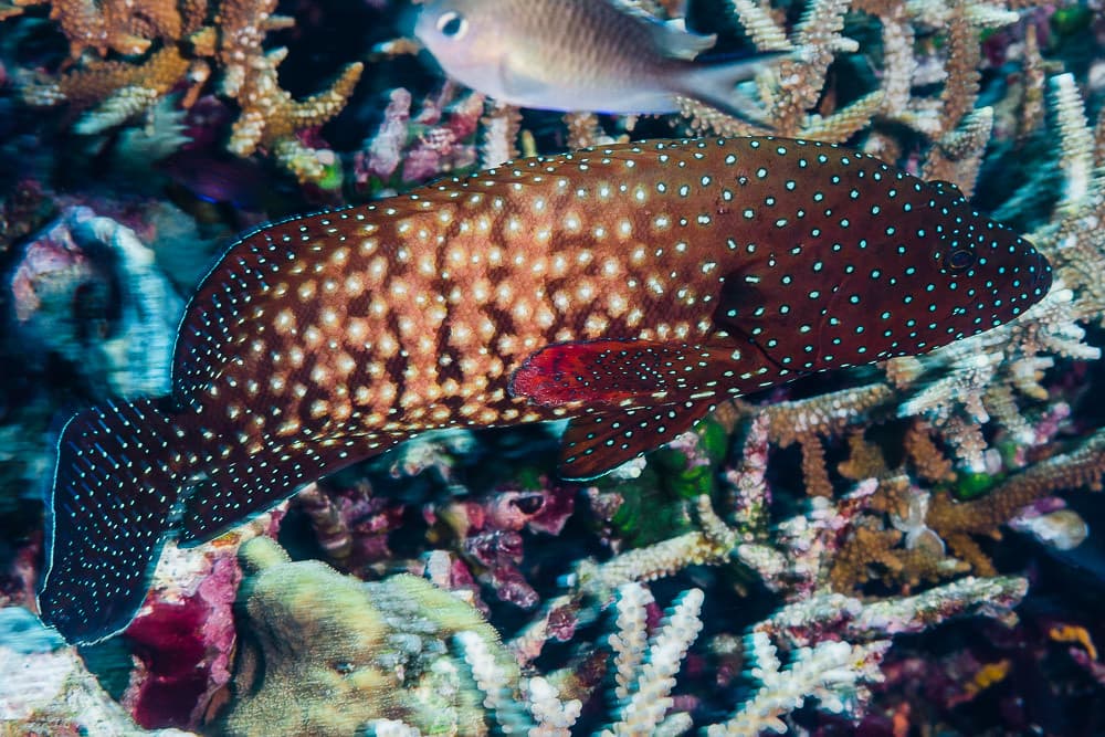 Bluespotted Grouper - Cephalopholis cyanostigma