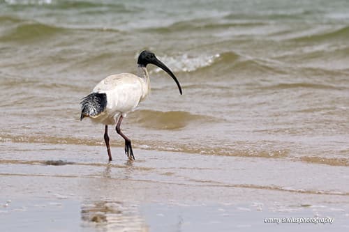 Australian White Ibis (2188)