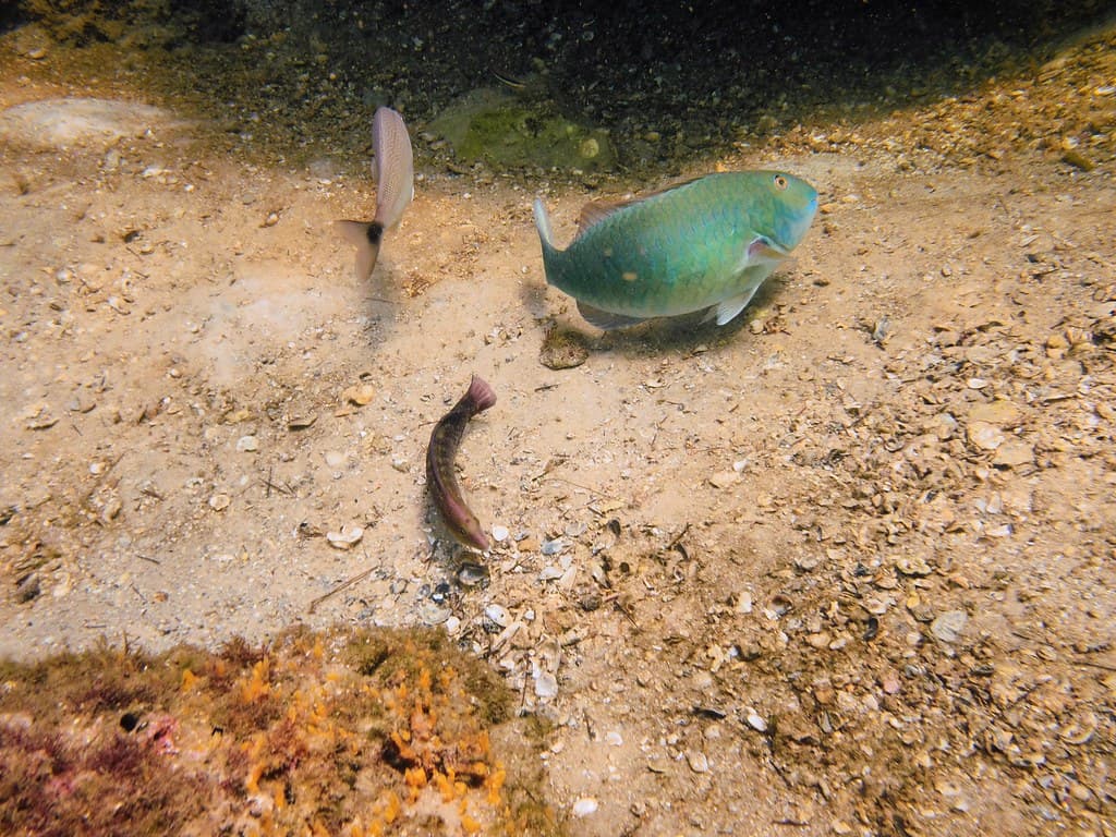 Evasive Action at the Cleaning Station