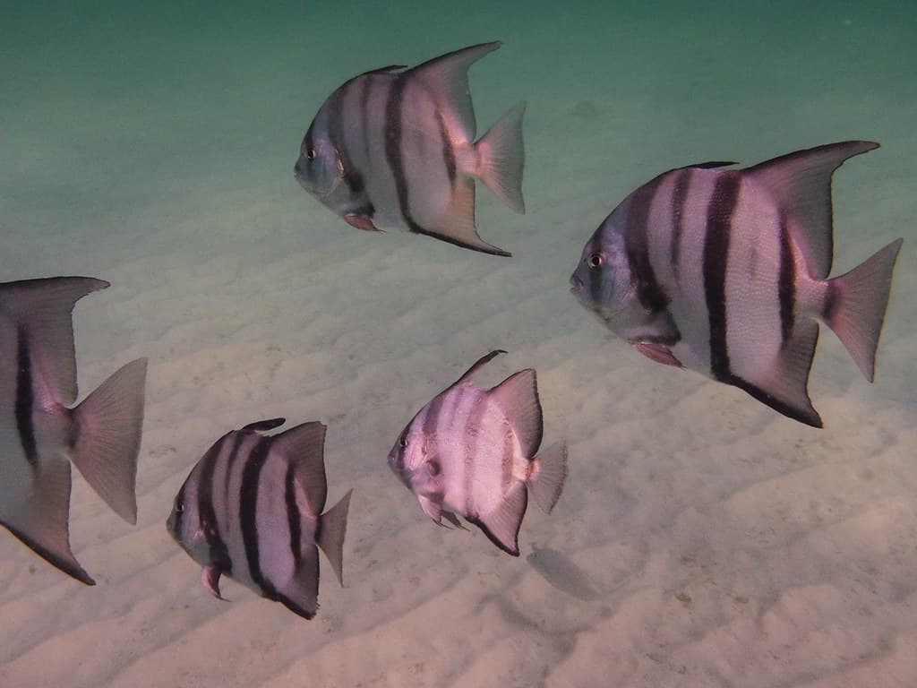 Spade School in September at Navarre Beach