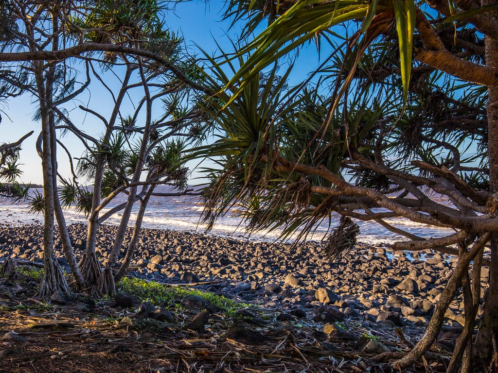 Pandanus trees Bargara beach Queensland