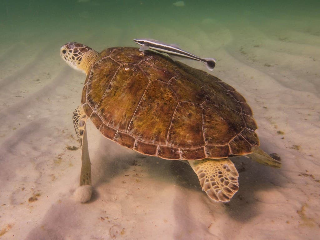 Green Sea Turtle Stirring the Sand