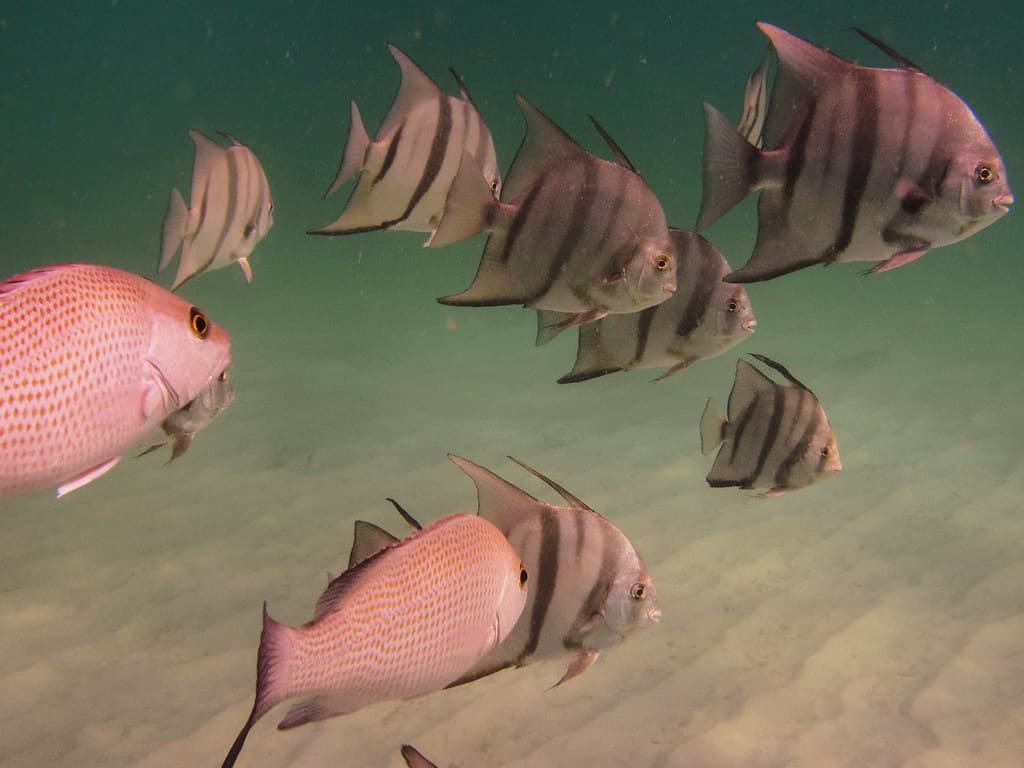 Spadefish & Snapper at Navarre Beach Marine Sanctuary