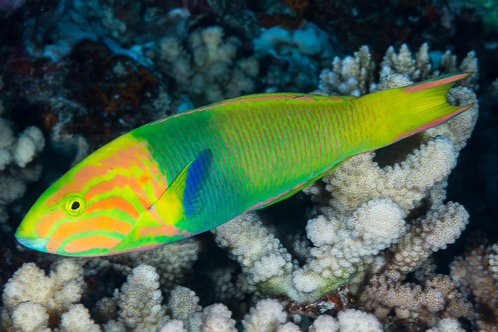 Sunset wrasse, terminal phase - Thalassoma lutescens