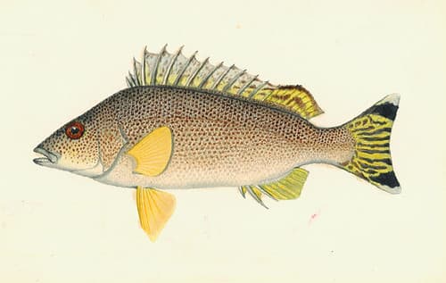 Bartailed Grunter, colour. Therapon caudavittatus