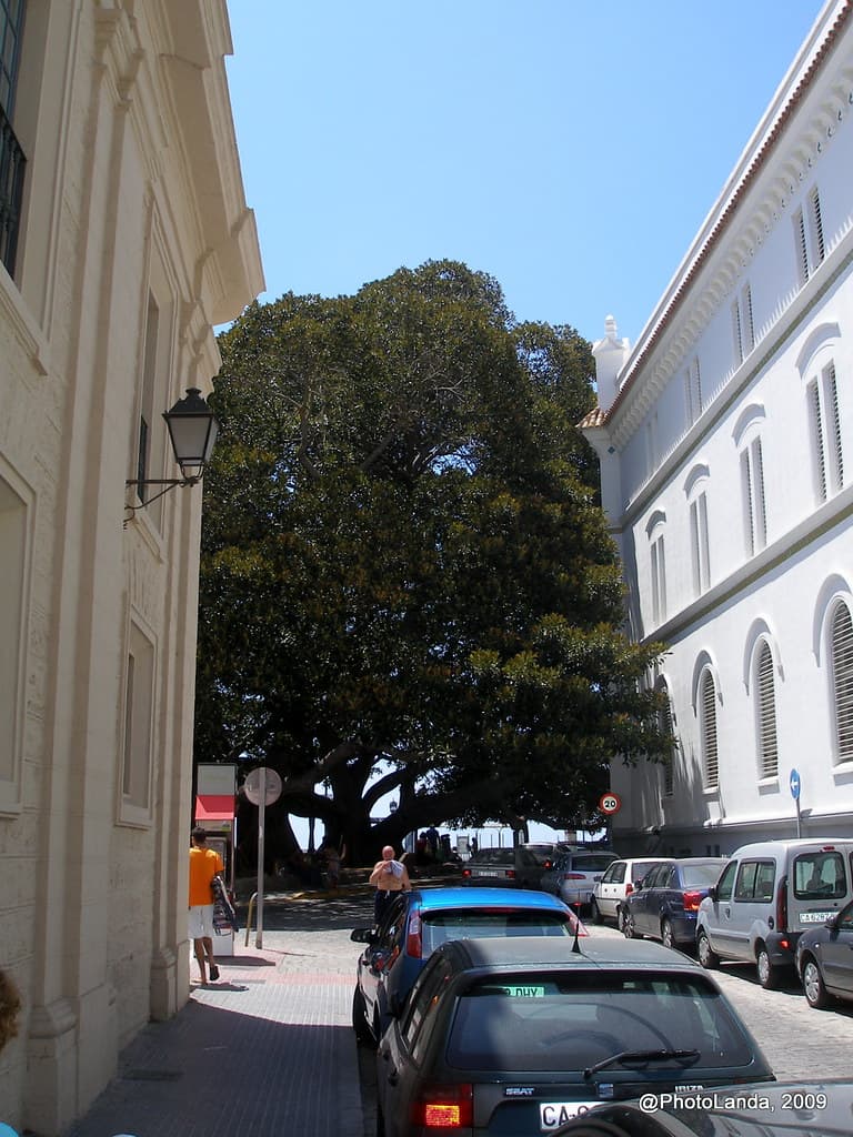 Ficus del Mora