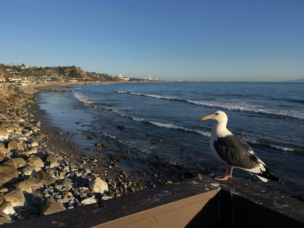 Pacific Palisades