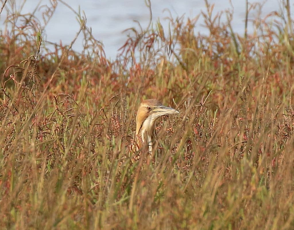 American Bittern