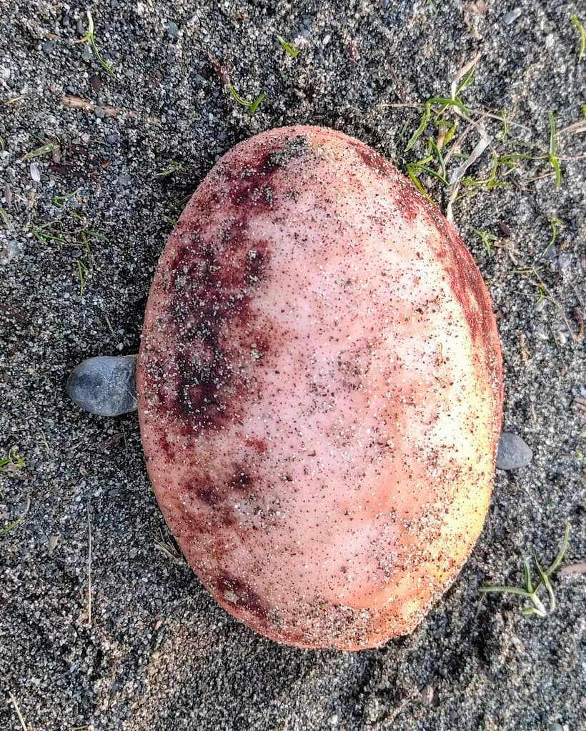 Gumboot Chiton