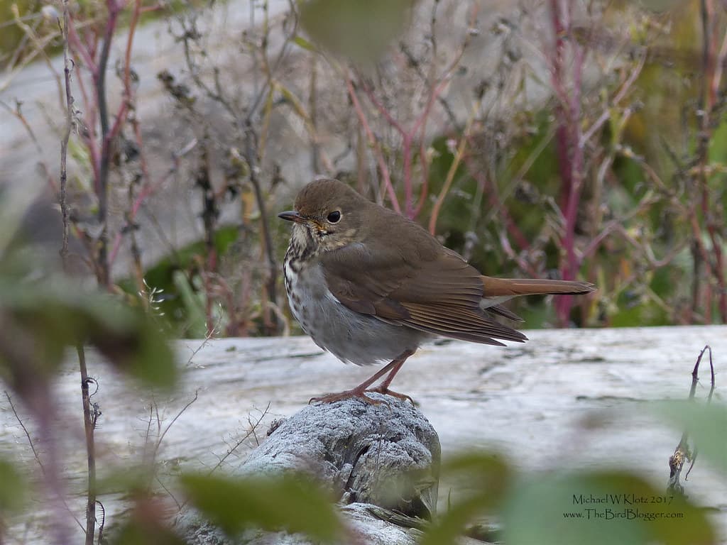 Steveston Beach — photo by Michael W Klotz - 10000BirdTours.com