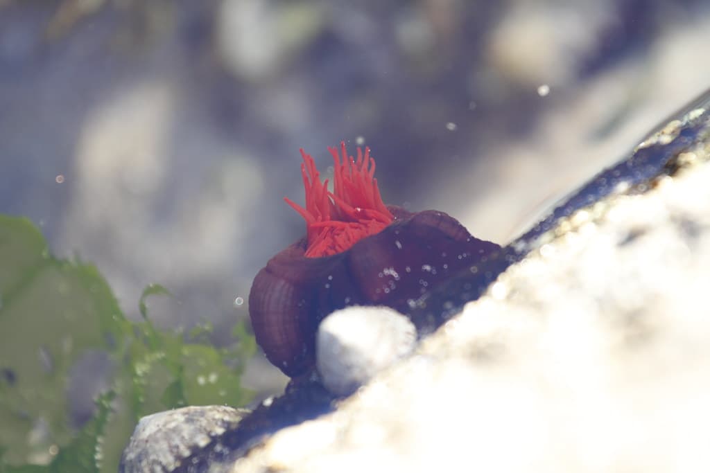 Anemone in a rock pool