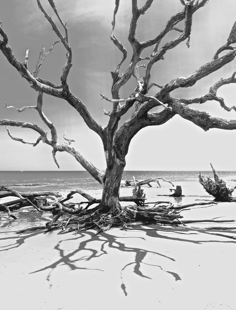 Georgia Coastal Tree with level Horizon !!
