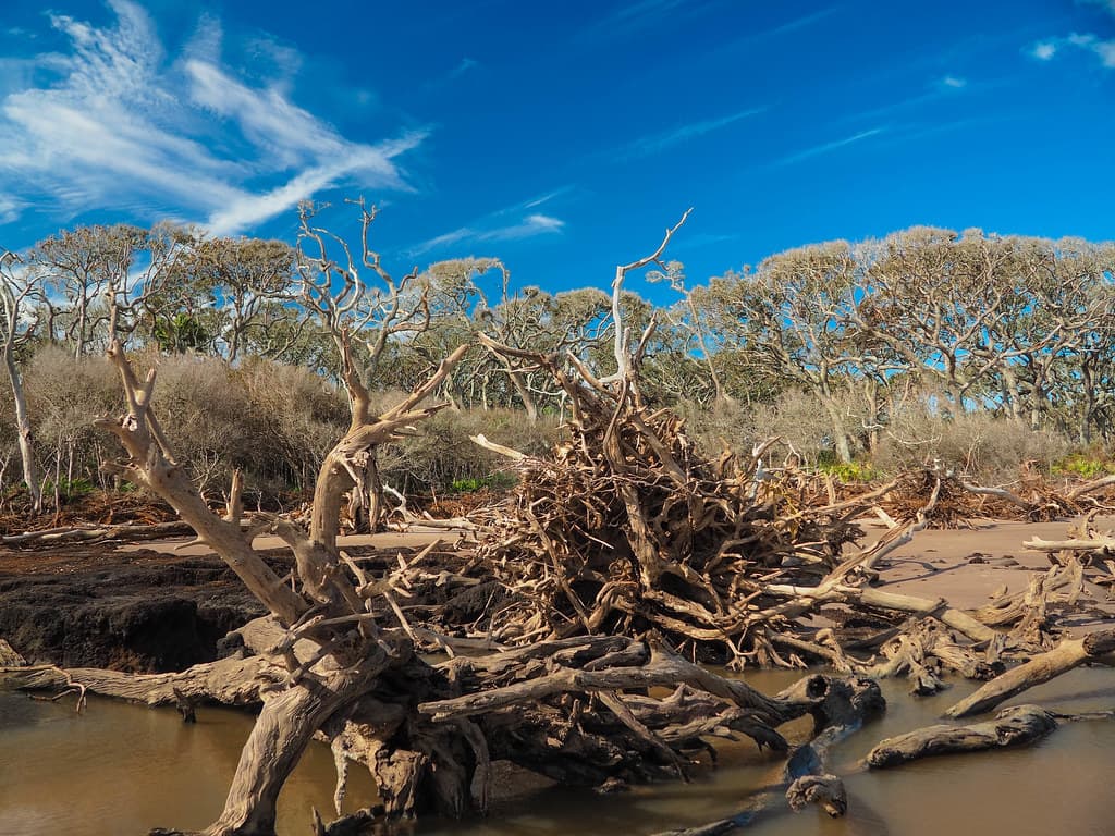 Tangled Mess on Big Talbot