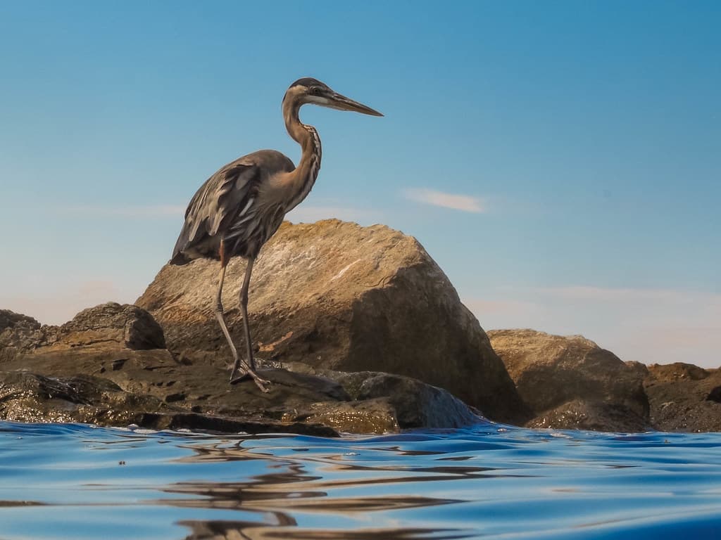 Periscope Up: Great Blue Heron on the Jetty