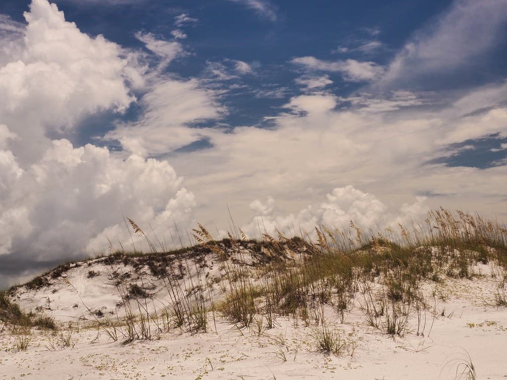 Sea Oats, Scrub, Dunes