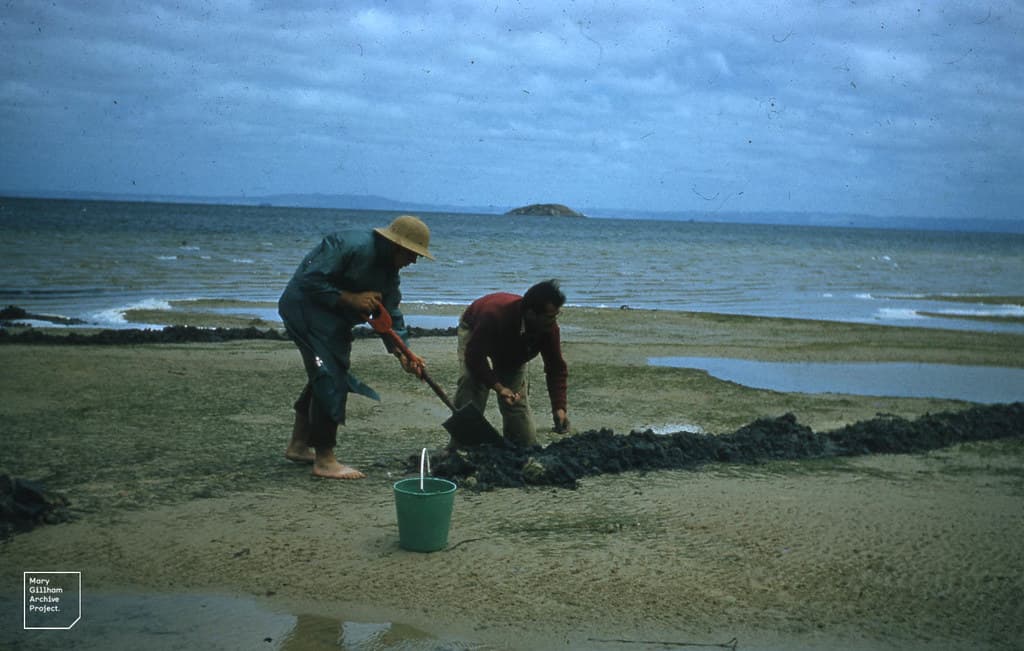 Zoological transect on beach at Wilson's Promontory.  John Thompson, Max. Chinaman's Bay