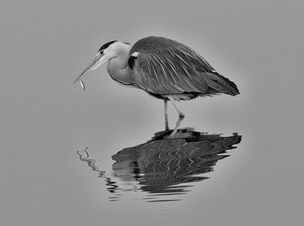 Tiddler