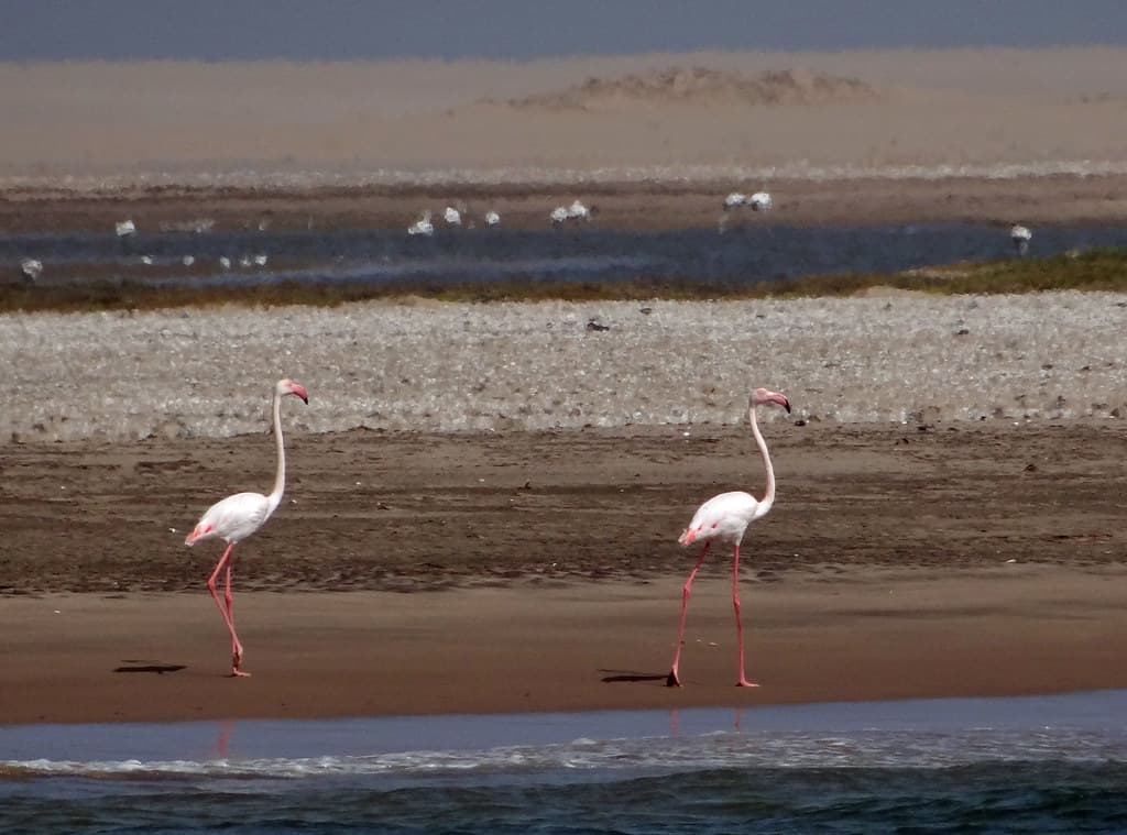 Pelican Point Ocean Beach — photo by Paul Ealing 2011