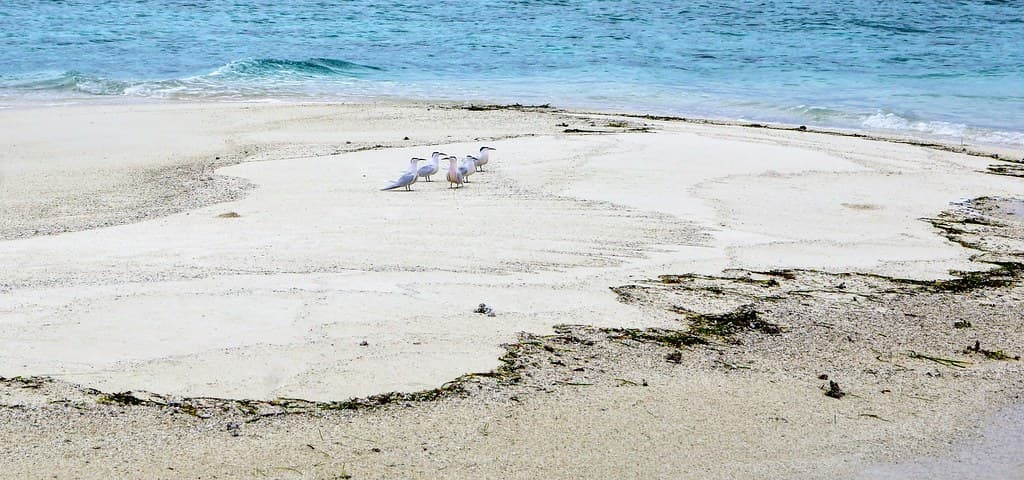Bikini Beach Thulusdhoo — photo by Mickey Luigi Løgitmark
