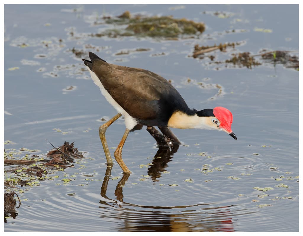 Comb-Crested Jacana (Irediparra gallinacea) (adult) (25 centimetres).