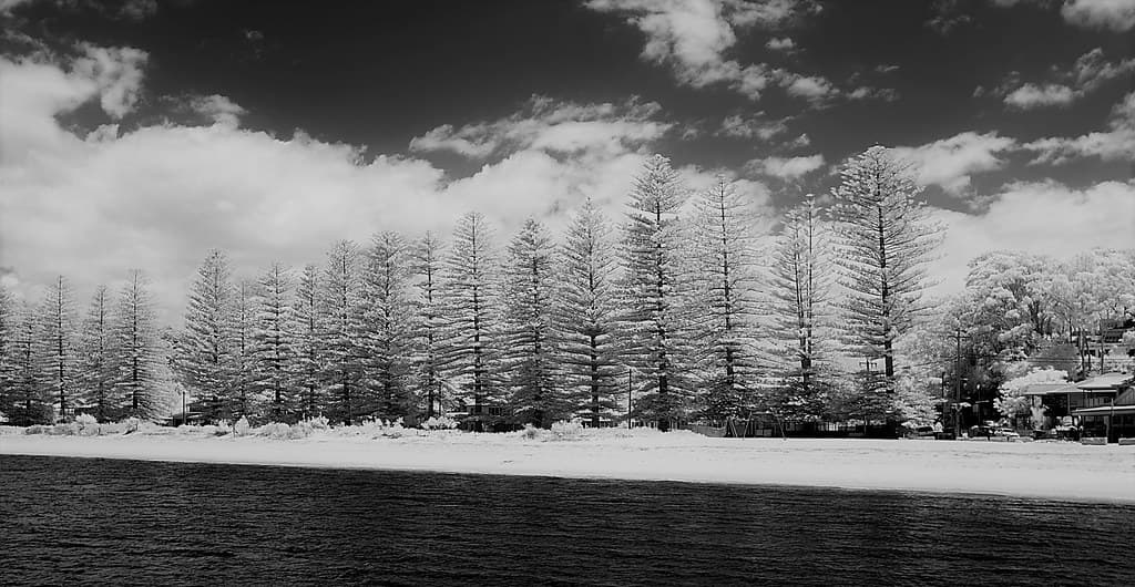 Springtime IR