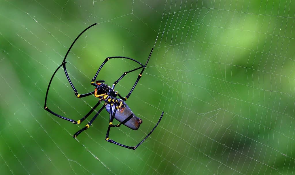 Golden Orb-weaver (Nephila pilipes )