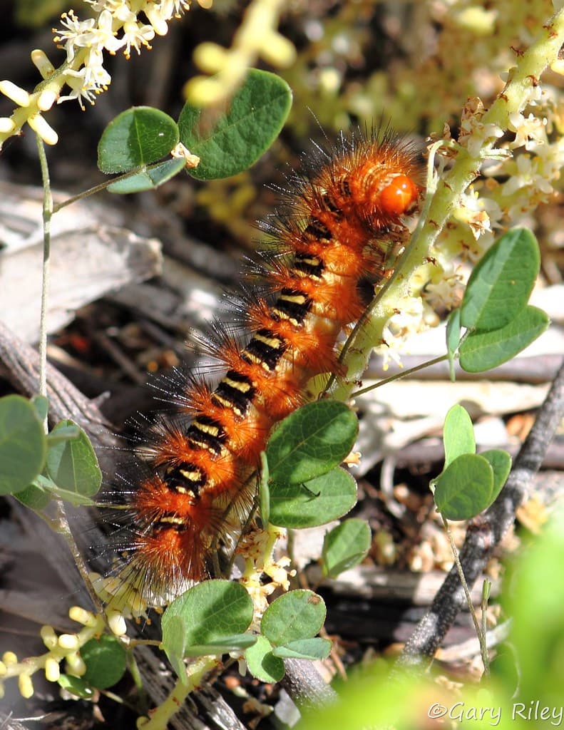 IMG_5806 echo moth caterpillar w