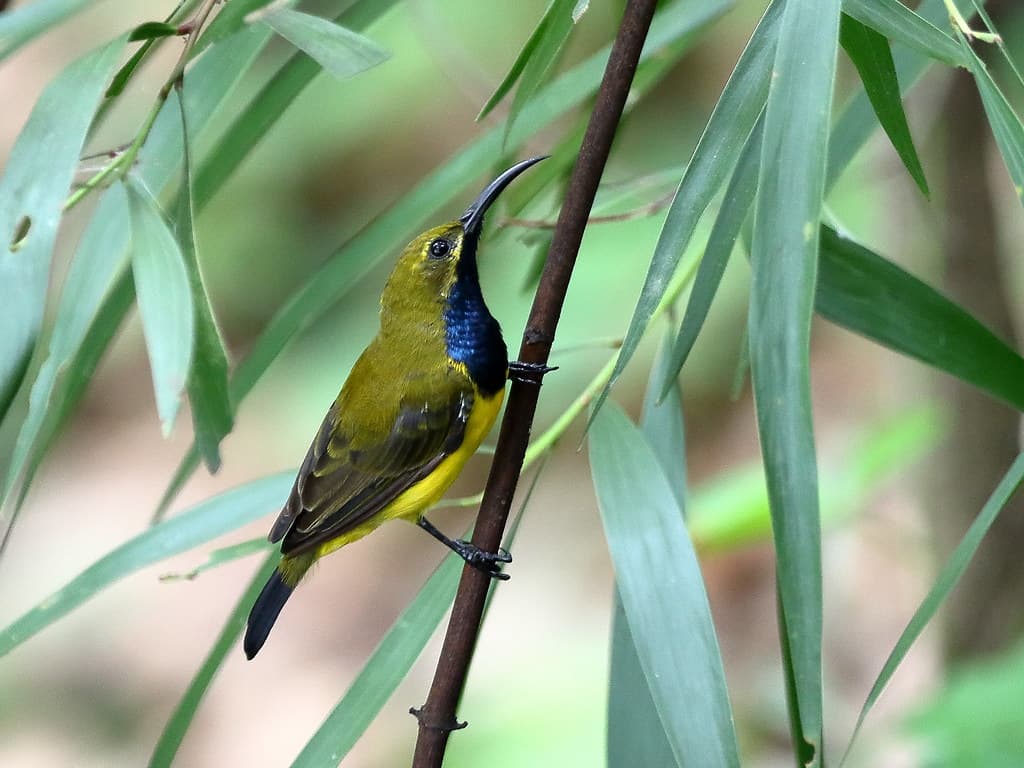 Sunbird male (Nectarinia jugularis)