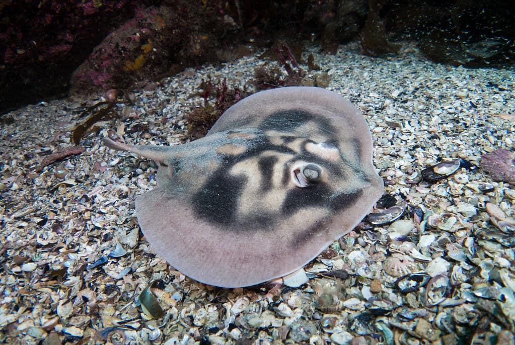 Banded stingaree Urolophus cruciatus #marineexplorer