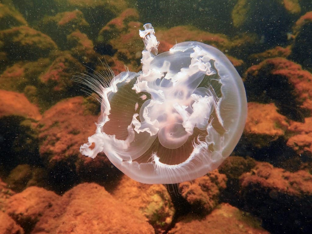 Jelly Living on the Jetty
