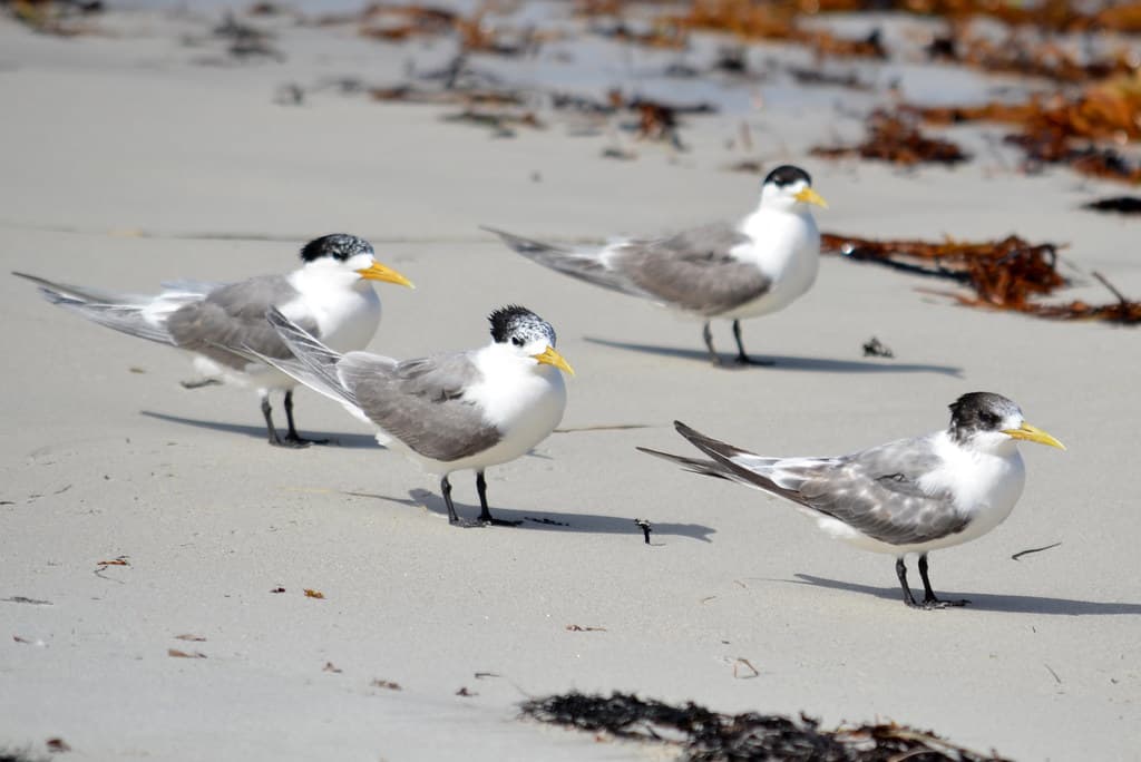 Crested Terns