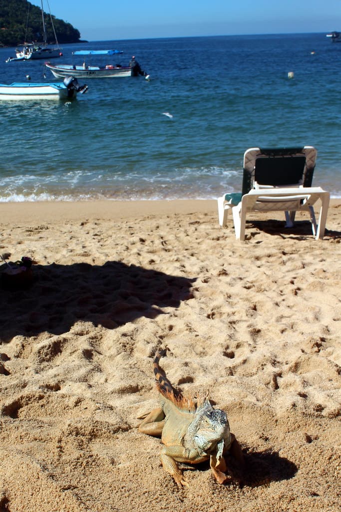 Yelapa: Iguana