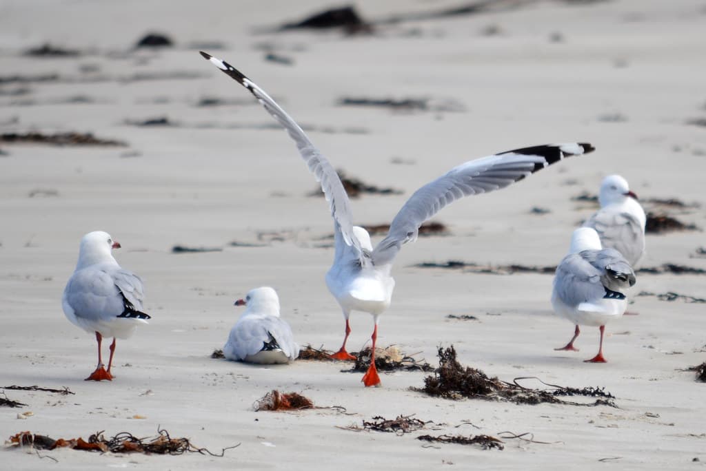 Silver Gulls