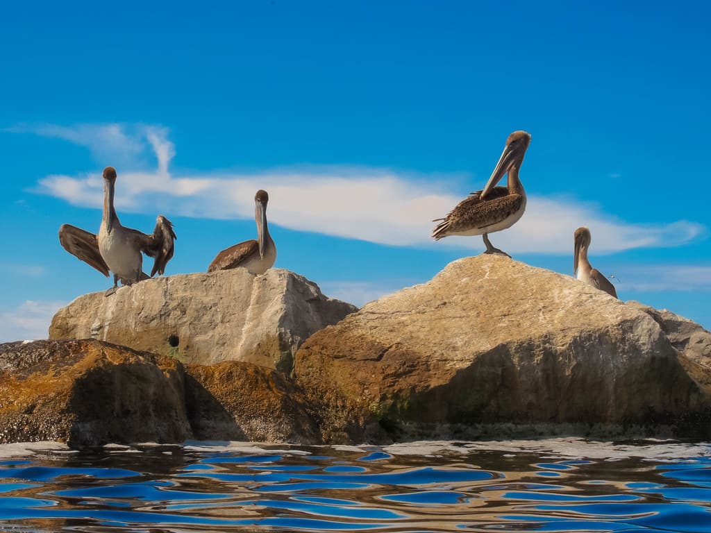 Pelicans Posted on the West Jetty