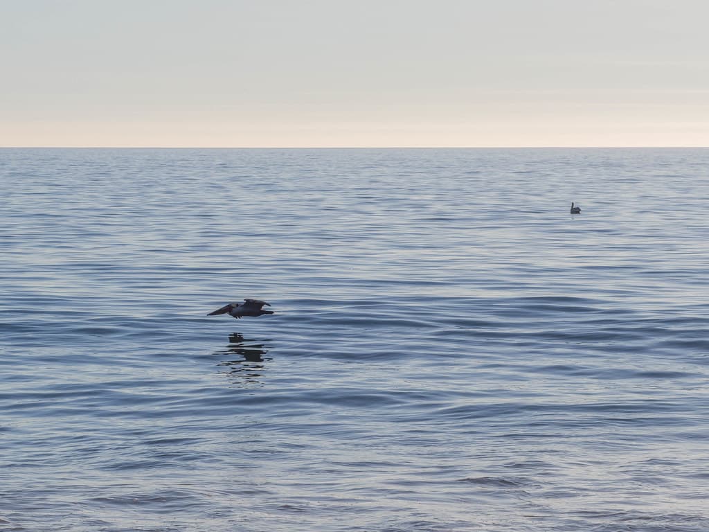 Pelican Flies Low Along the Water