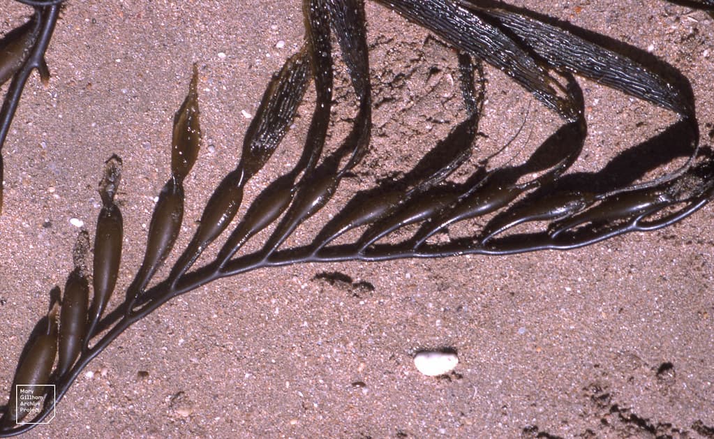 Phyllospora oval bladders. Portsea Back Beach