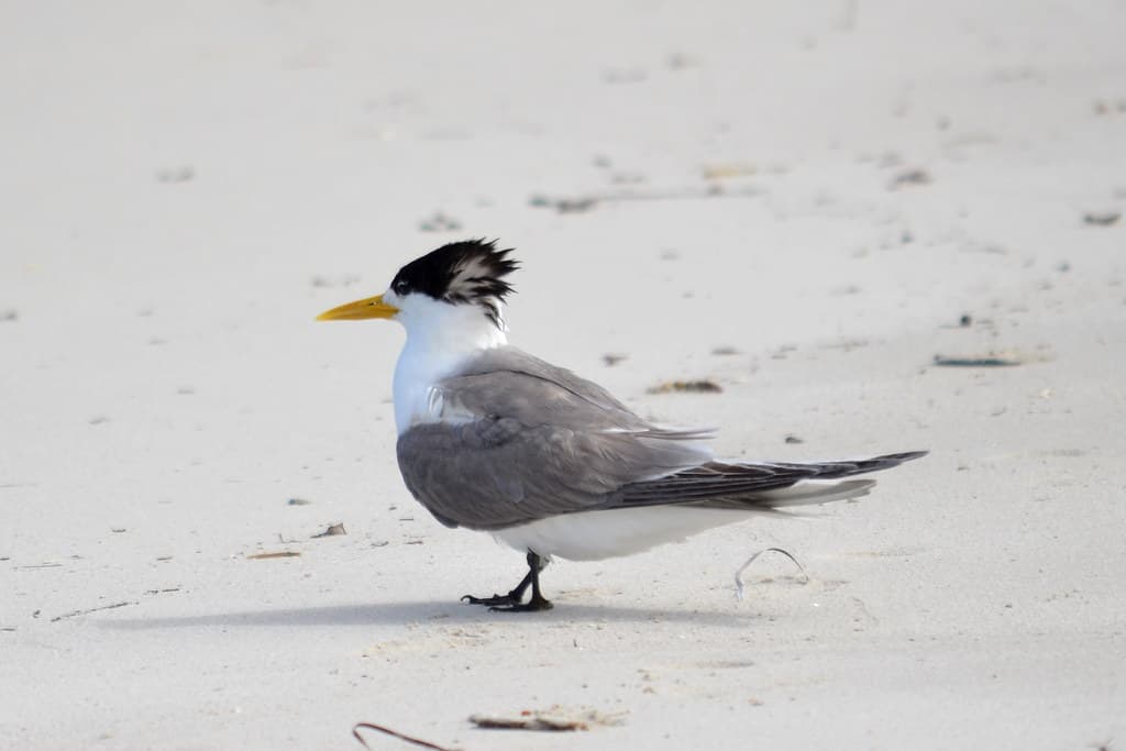 Crested Tern