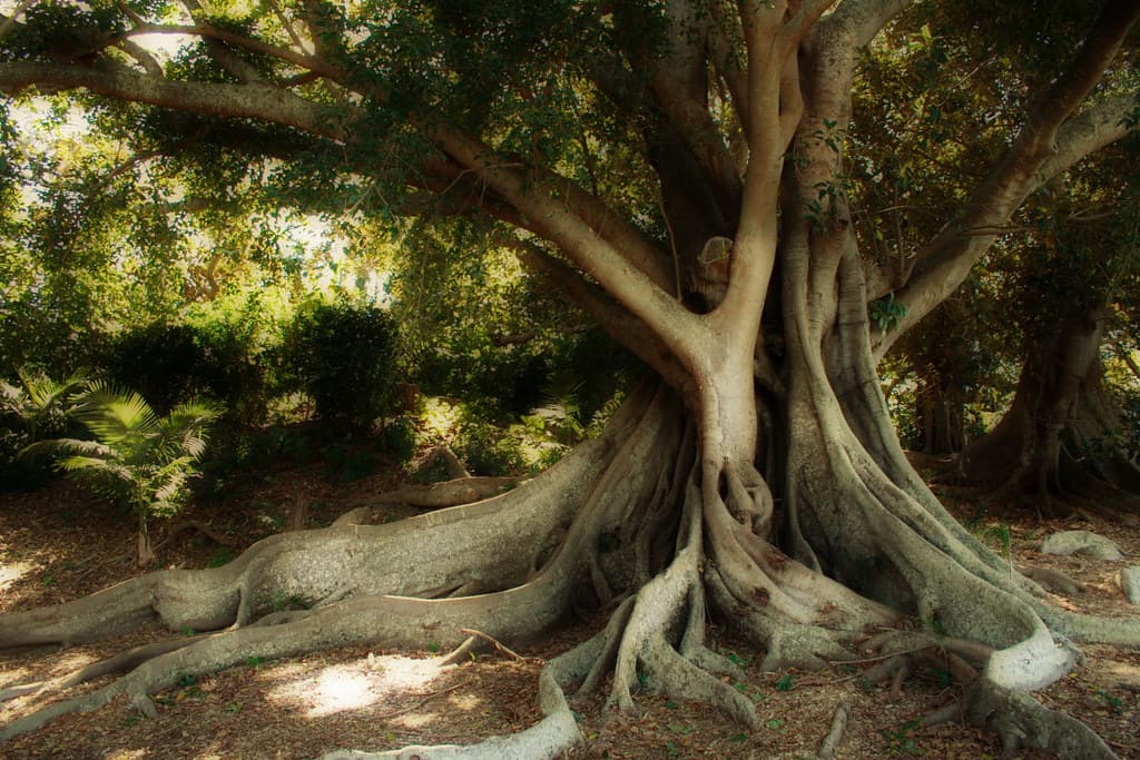 Moreton Bay Fig Tree