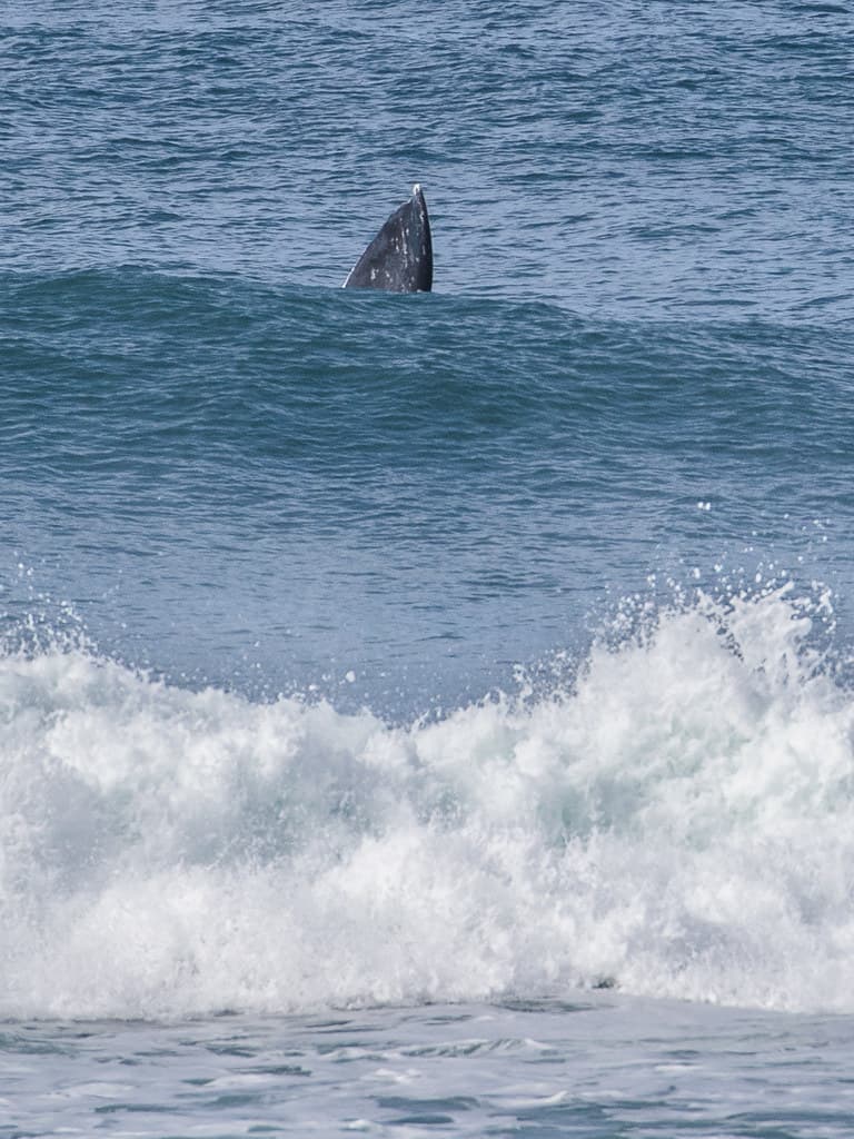 Gray whale (Eschrichtius robustus) feeding near shore