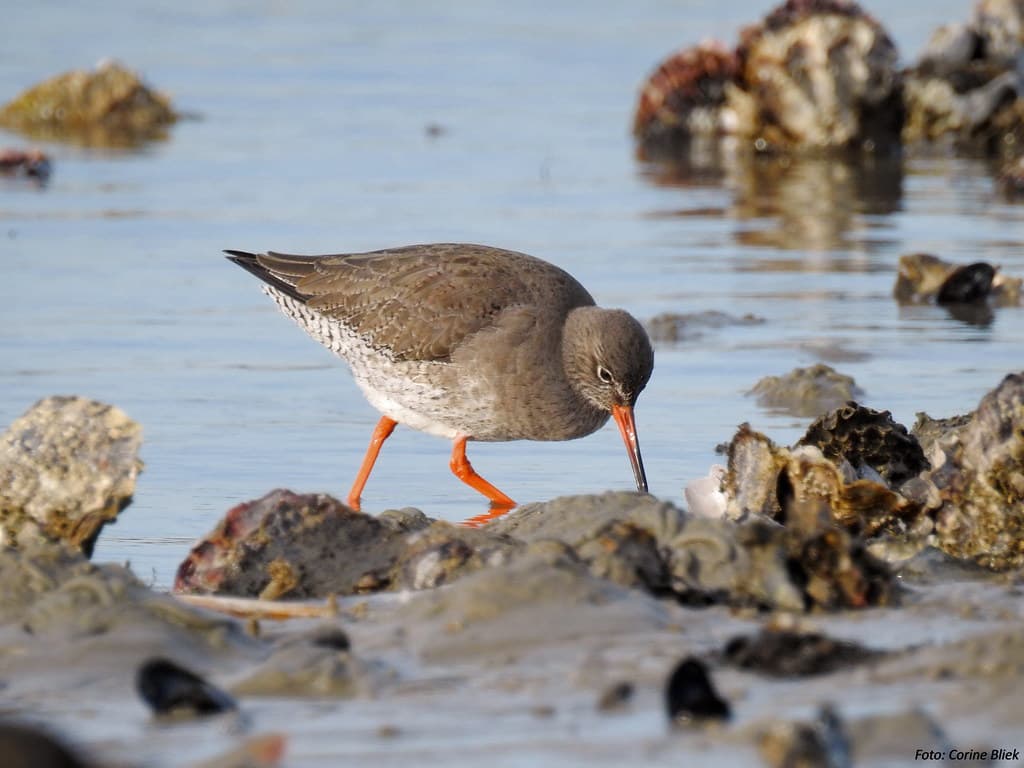 Grevelingen Strand