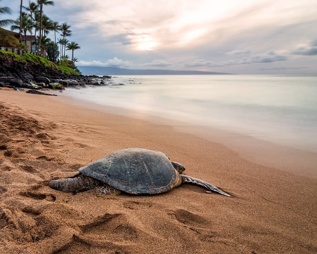 Turtle Power