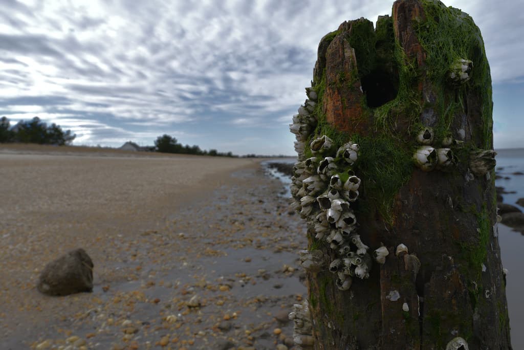 Prime Hook Beach — photo by bobglennan