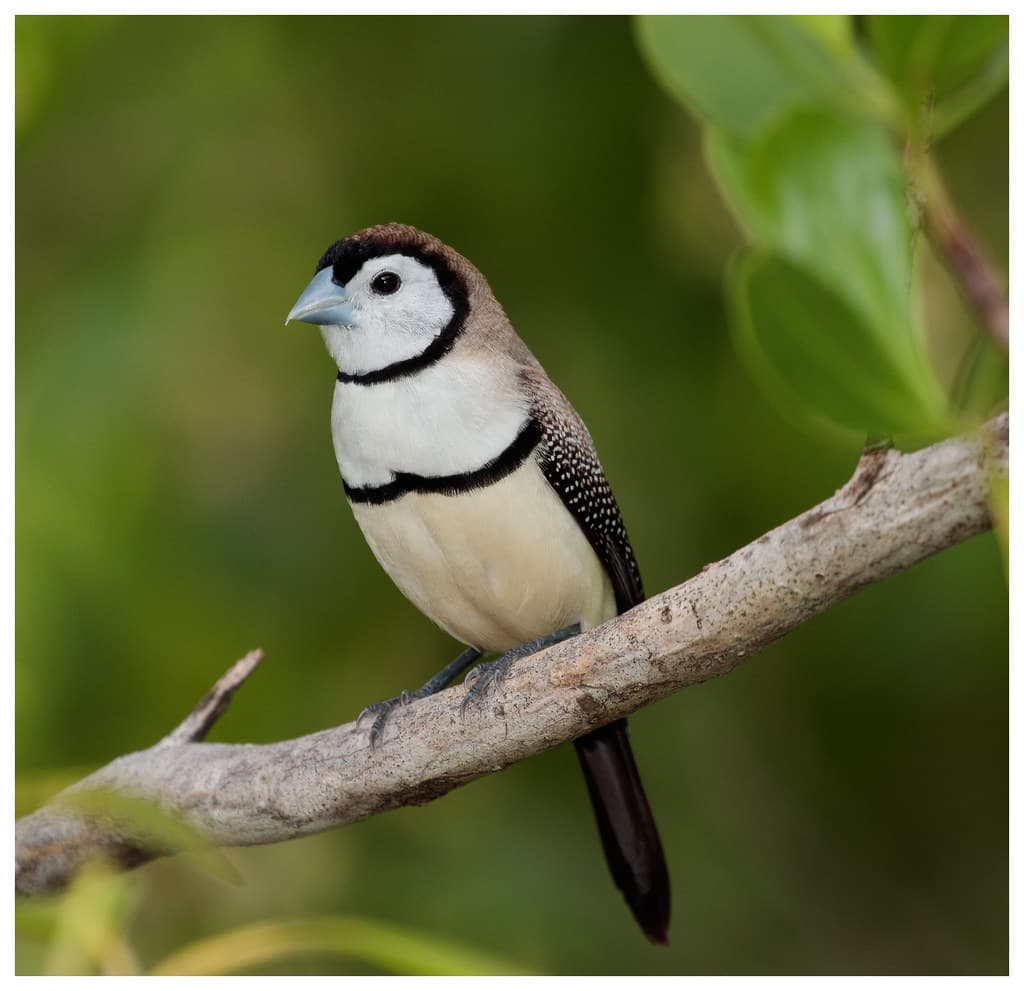 Double-Barred Finch