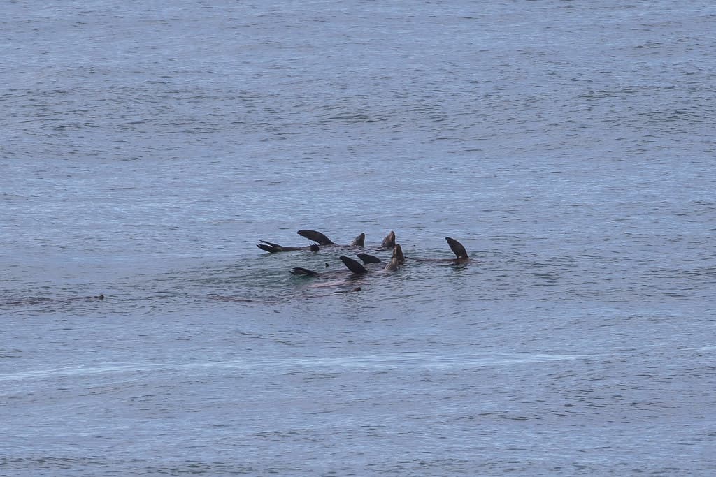 Sea lions